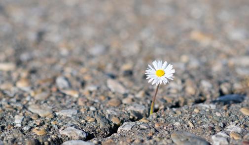 Foto de una flor que crece fuera del cemento.
