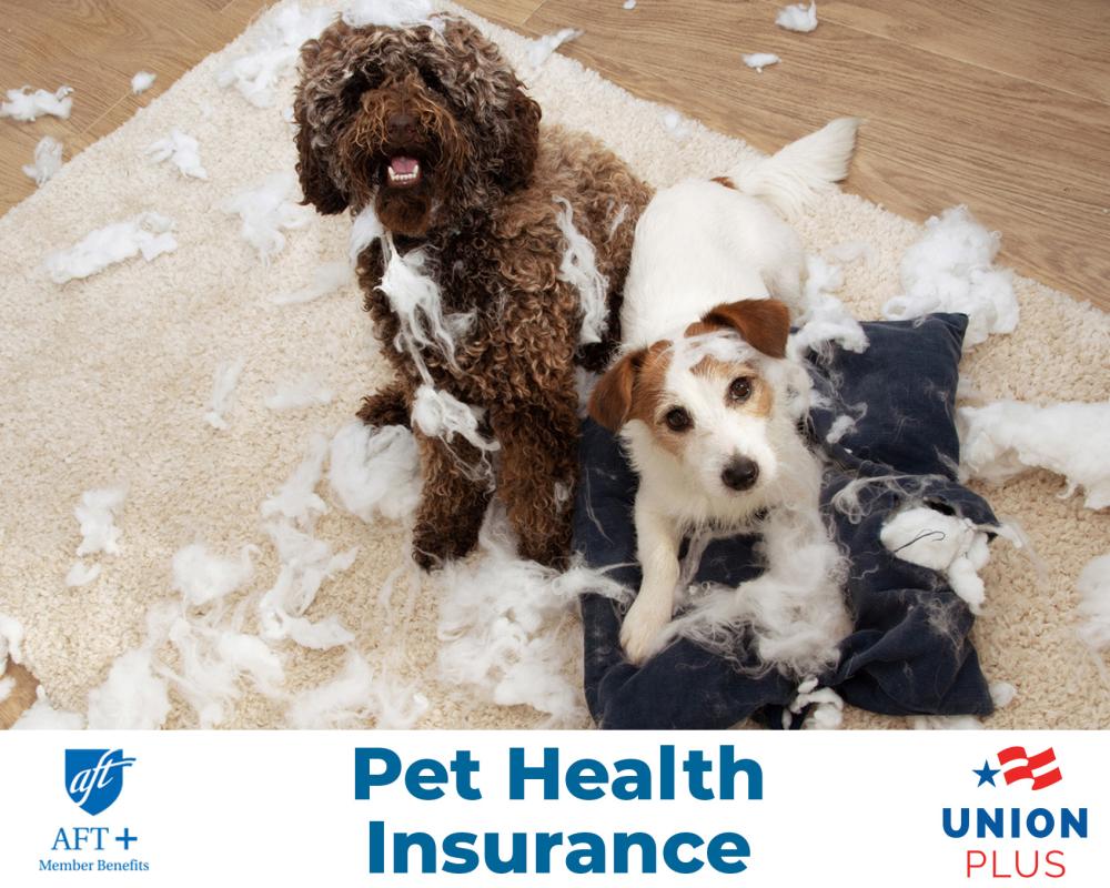 pet insurance ad featuring two dogs looking confused and innocent among the remains of a gutted feather pillow. who could possibly have done this? certainly not these two dogs