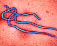 Ebola virus