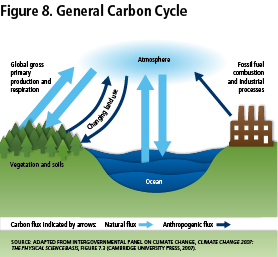 Figure 8: General Carbon Cycle