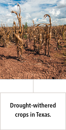 drought-withered crops in Texas
