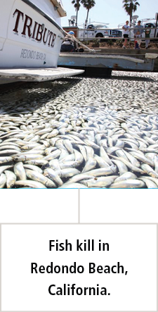 matanza de peces en Redondo Beach, California