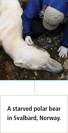 oso polar muerto de hambre en Svalbard, Noruega