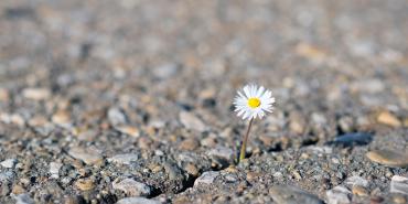 Foto de una flor que crece fuera del cemento.